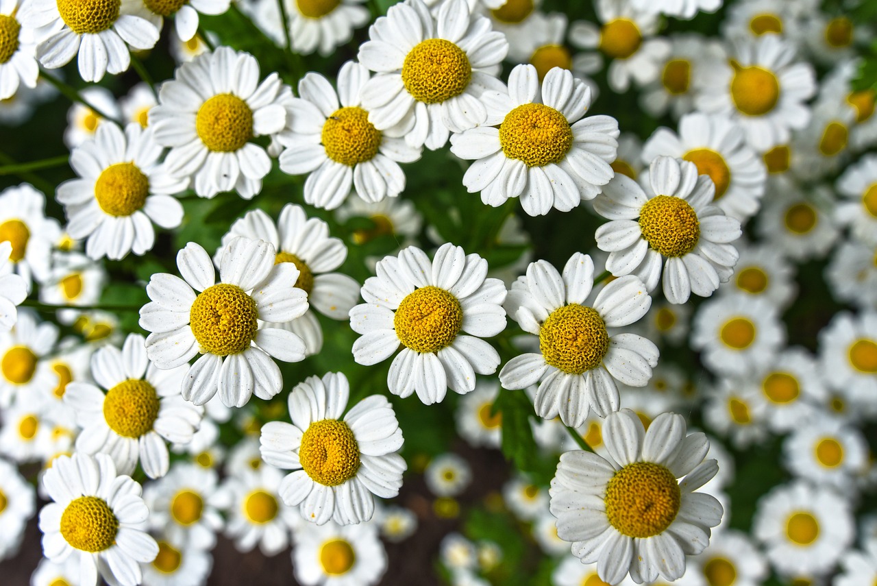 chamomile, flowers, flower background